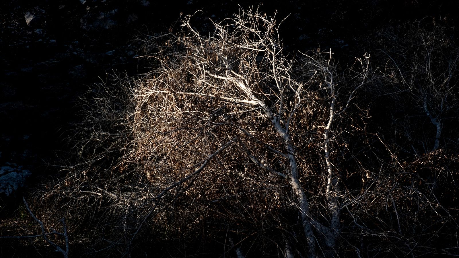 © Zaklina Anderson - Image from the Charred Beauty photography project