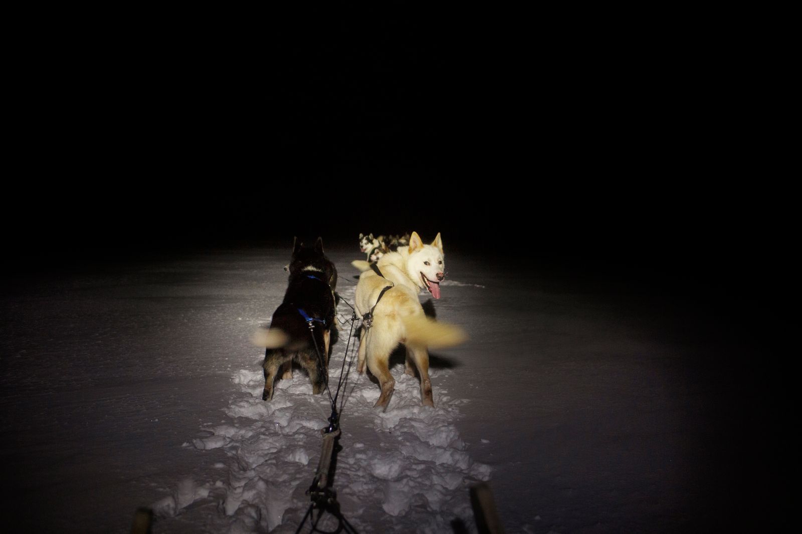© Axelle de Russé - Tourism activities do not stop during the polar night. Even in the dark, sled dogs know their path. December 2018, 10 am.
