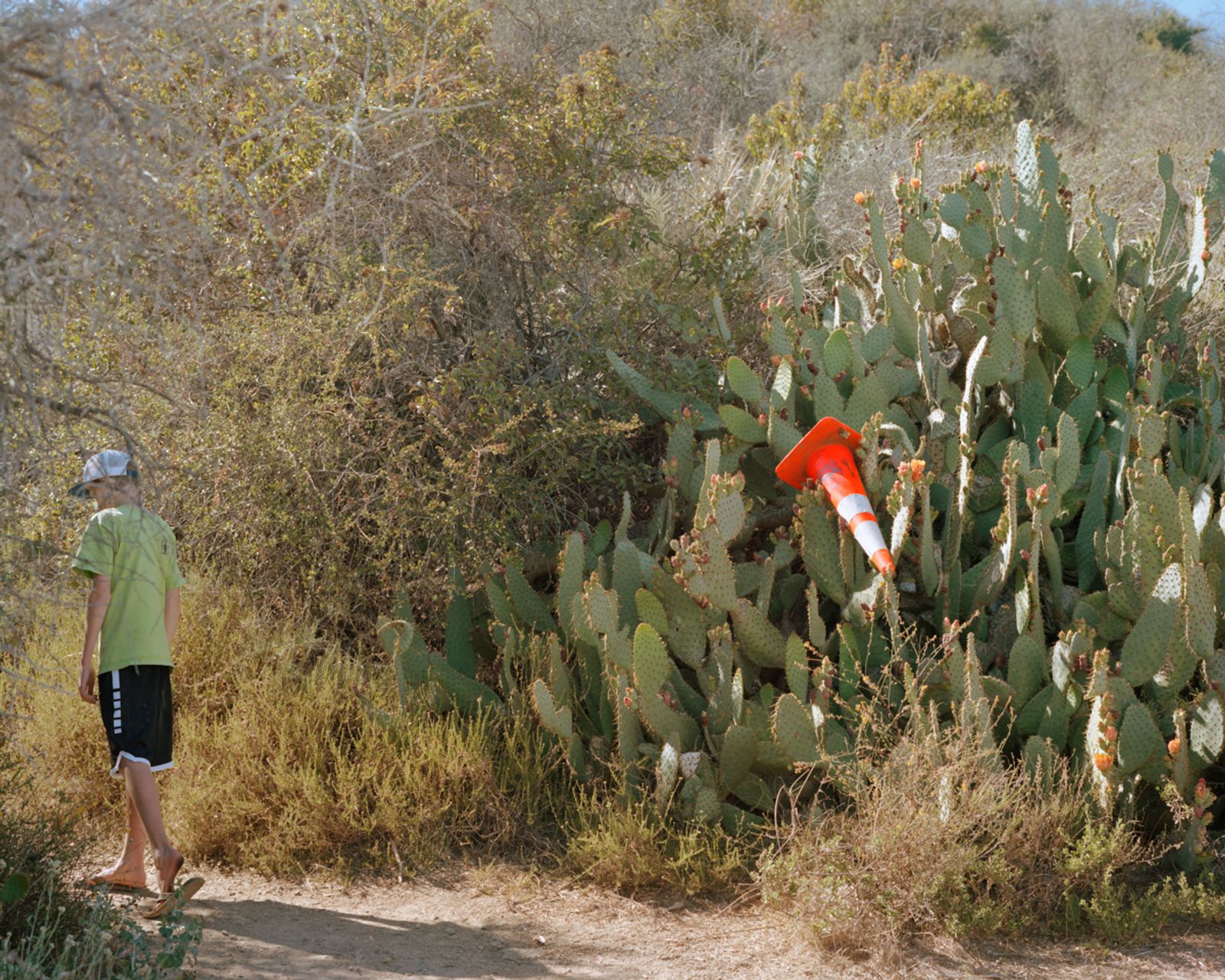 © Tracy L Chandler - Prickly Pear with Safety Cone, 2021