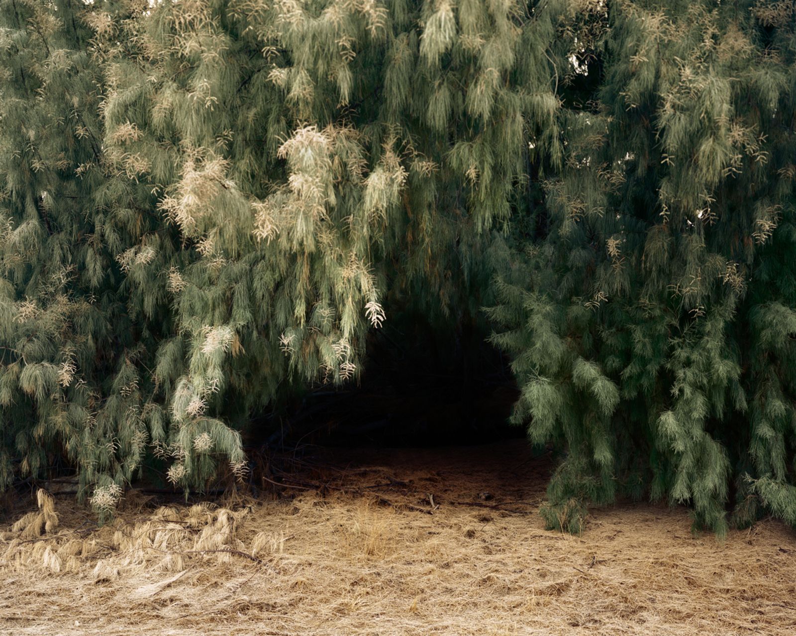 © Tracy L Chandler - Tree Cave, 2019