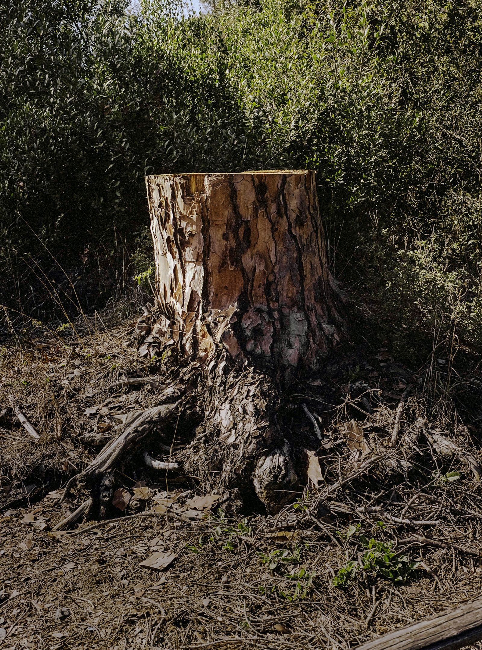 © Emanuele Moi - A severed tree in the pinewood