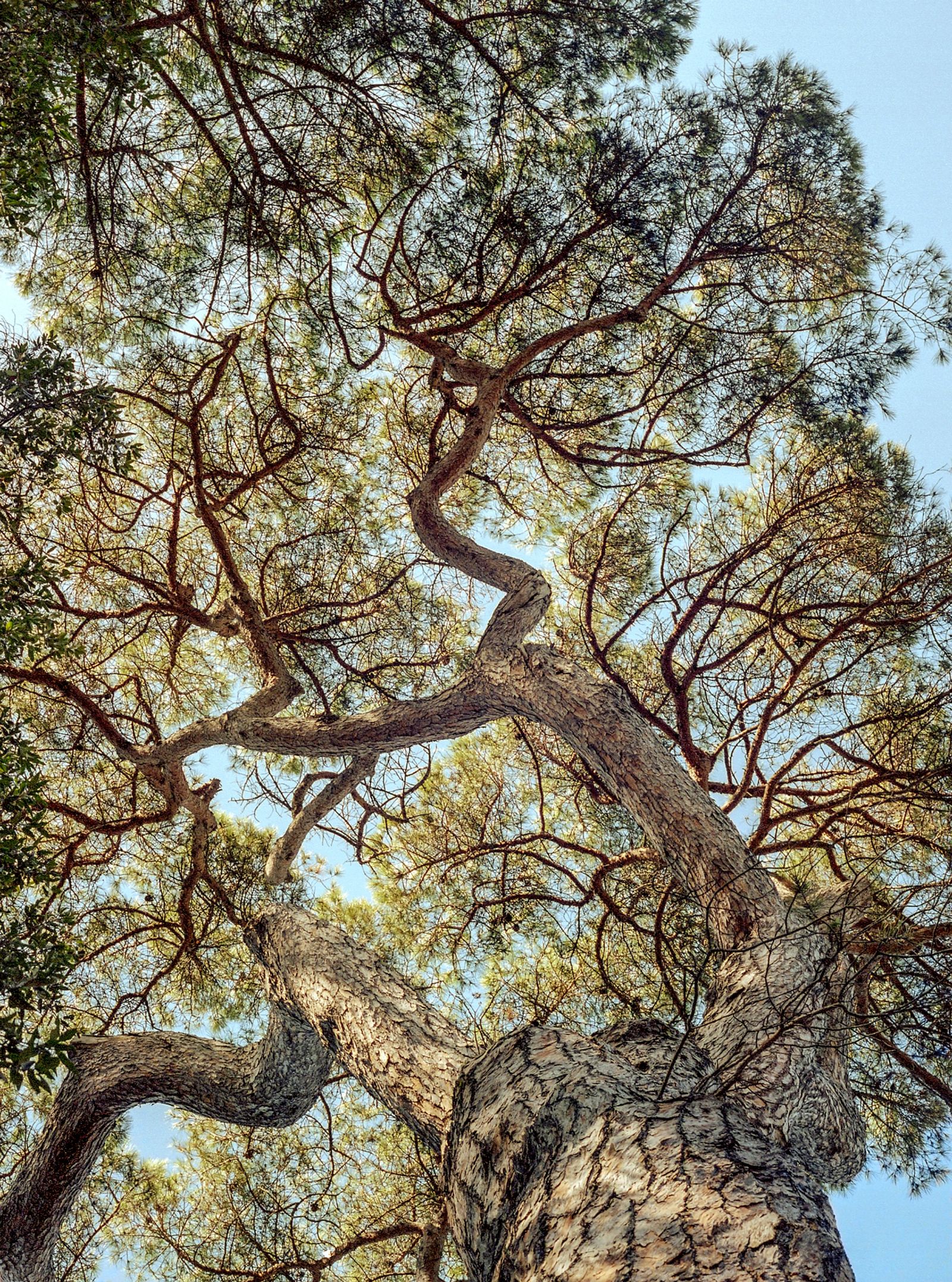 © Emanuele Moi - The branches cannot but reach for the sun