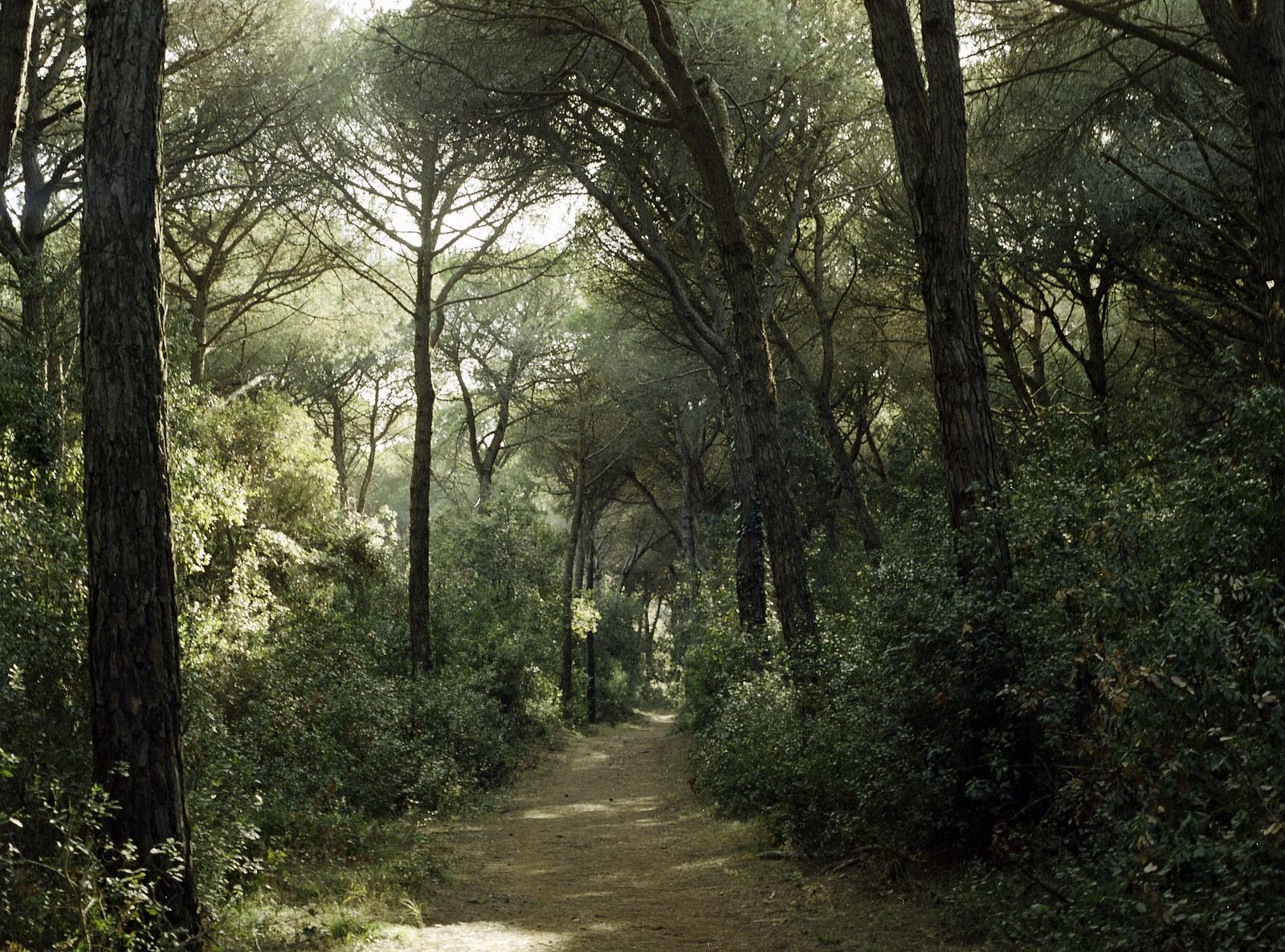 © Emanuele Moi - The pinewood