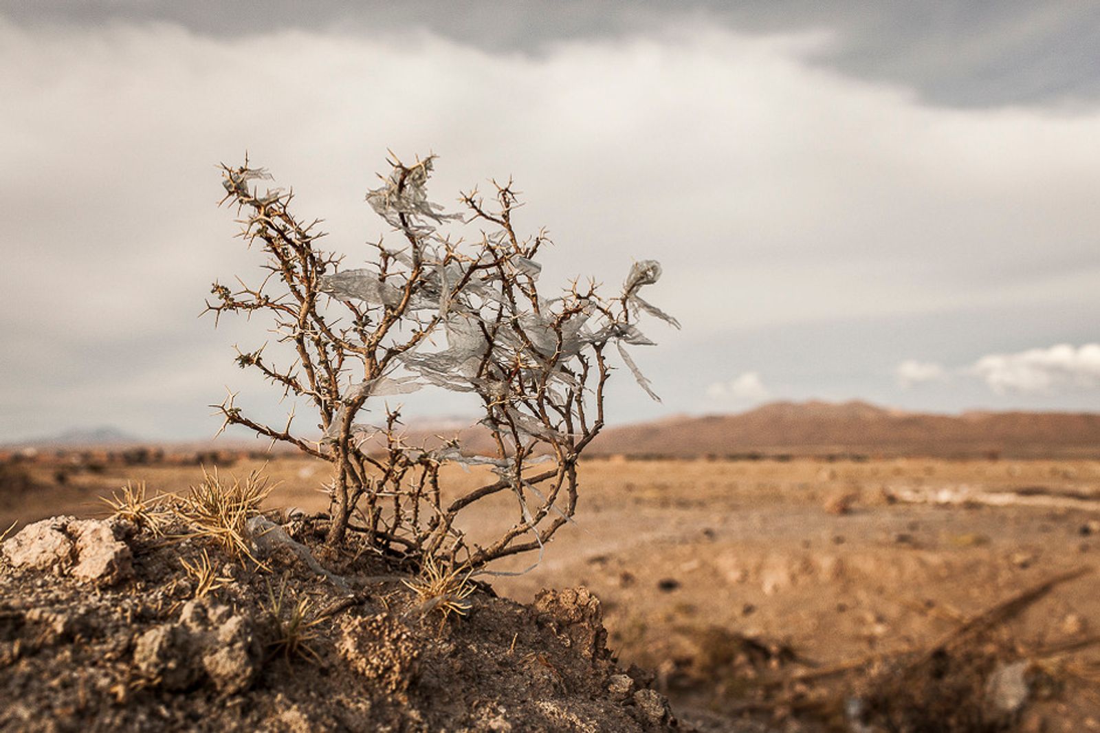 © Eduardo Leal - Image from the Plastic Trees photography project