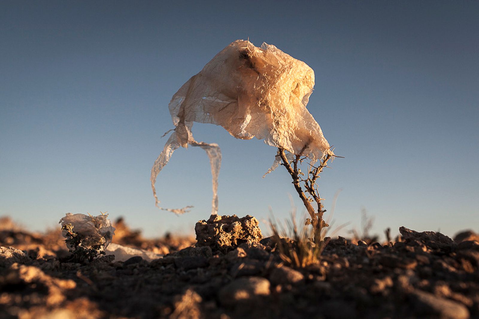 © Eduardo Leal - Image from the Plastic Trees photography project