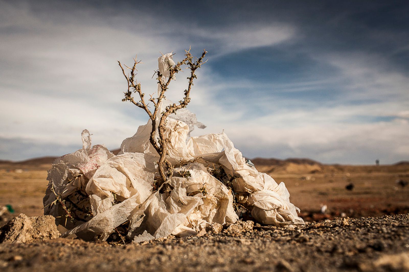 © Eduardo Leal - Image from the Plastic Trees photography project