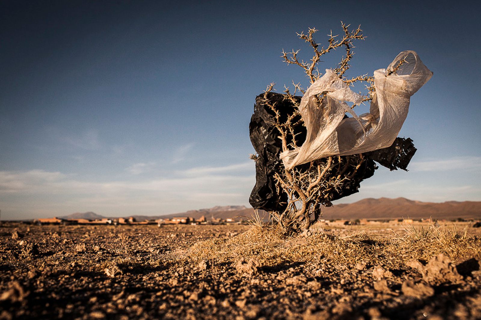 © Eduardo Leal - Image from the Plastic Trees photography project