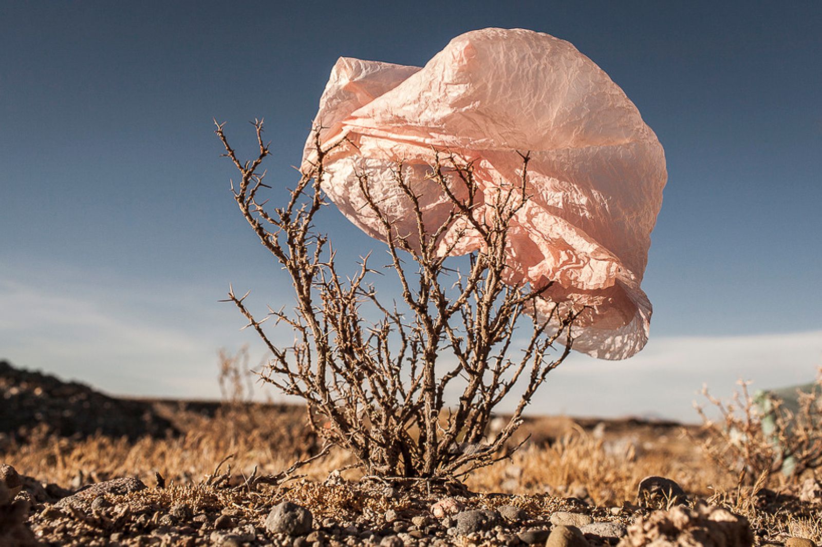 © Eduardo Leal - Image from the Plastic Trees photography project