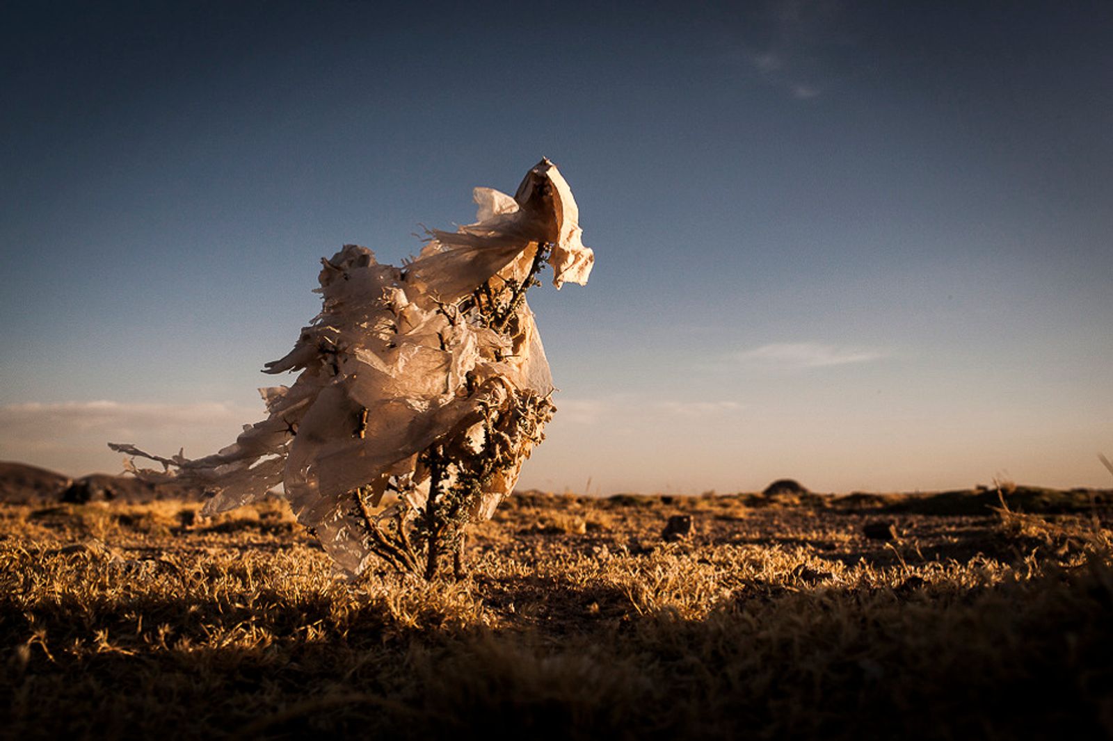 © Eduardo Leal - Image from the Plastic Trees photography project