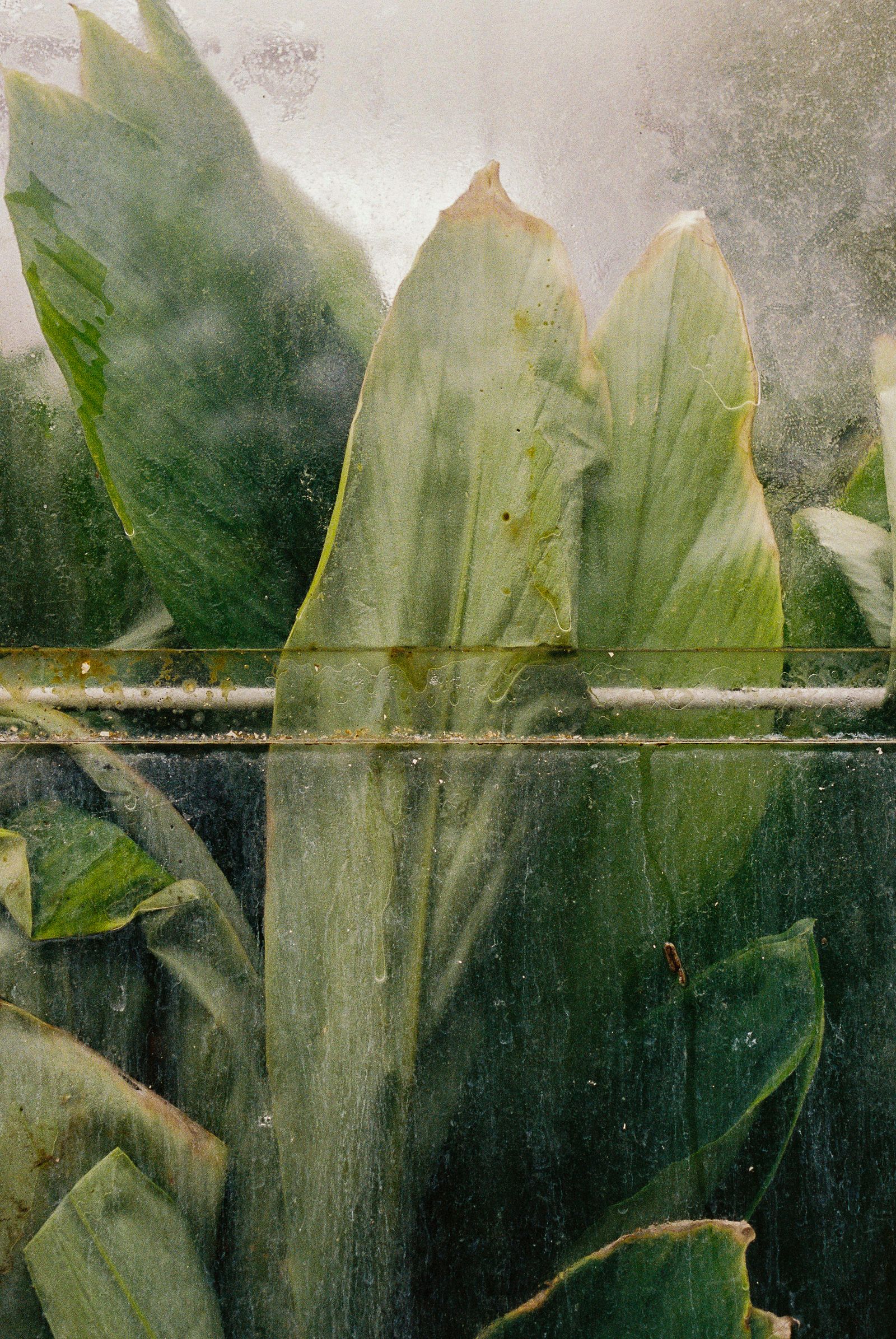 © Elisa Troschke - London, 2024 (Kew Gardens Series)