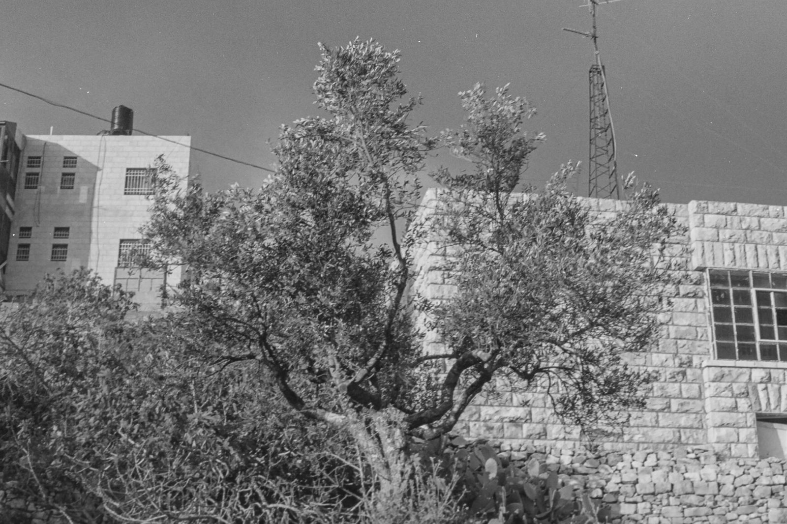 © Glorianna Ximendaz - An olive tree in Rallamah.