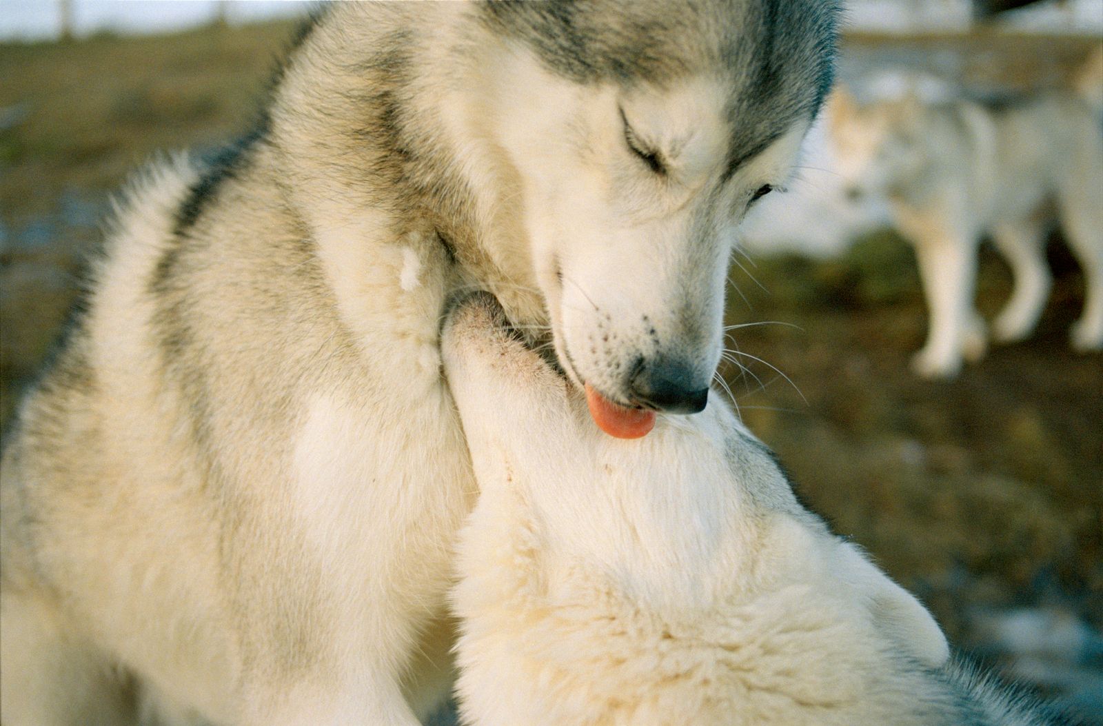 © Dylan Anderson - Image from the Ways to say Snow photography project