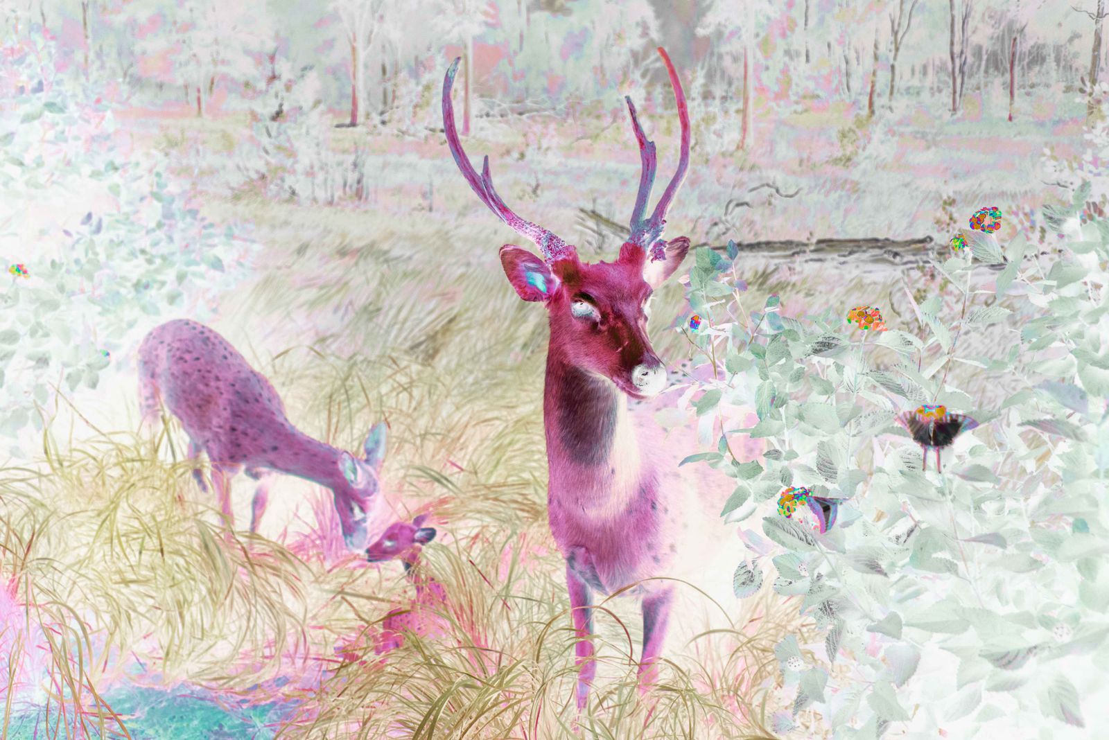 © Claudia Fuggetti - Image from the Metamorphosis photography project