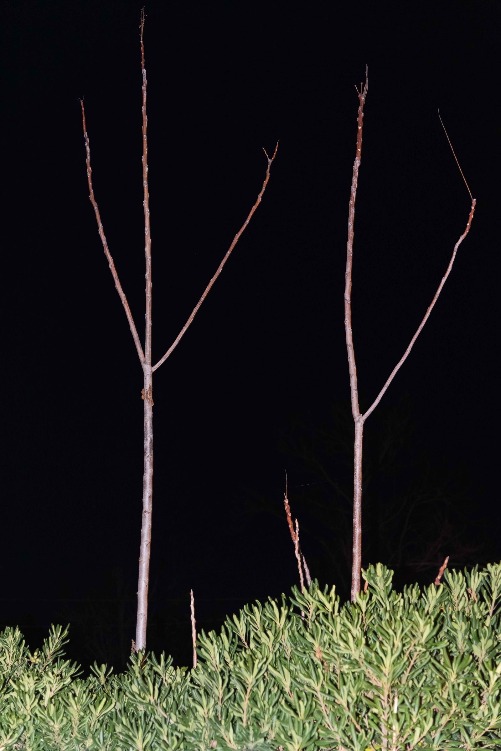 © Claudia Fuggetti - Image from the Metamorphosis photography project