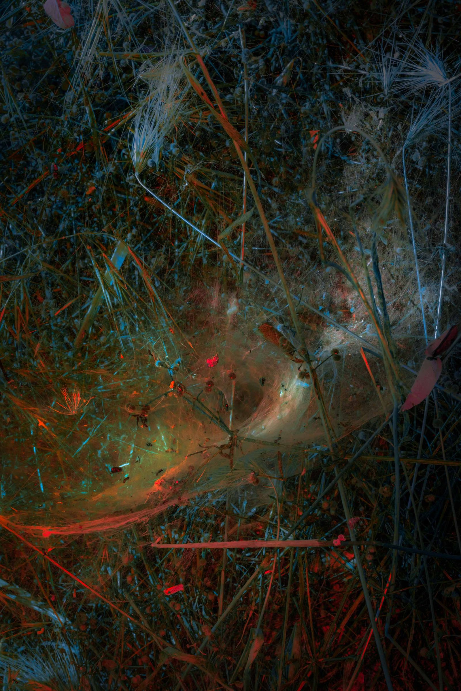 © Claudia Fuggetti - Image from the Metamorphosis photography project