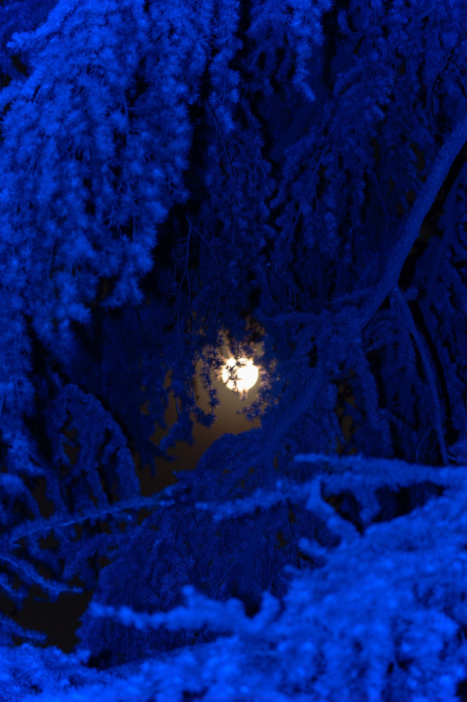 © Claudia Fuggetti - Image from the Metamorphosis photography project