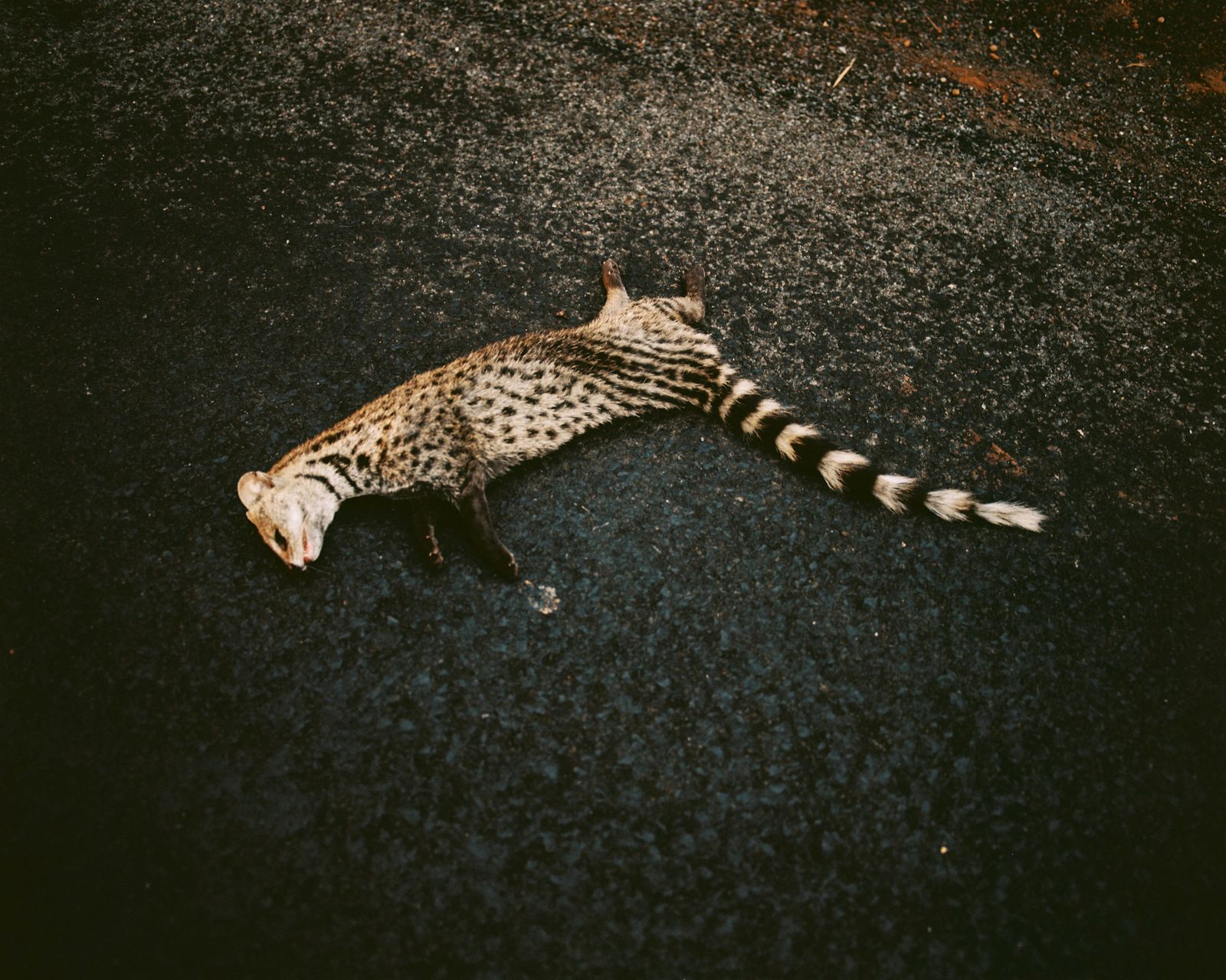 © Abhishek K - Image from the DAPOLI photography project