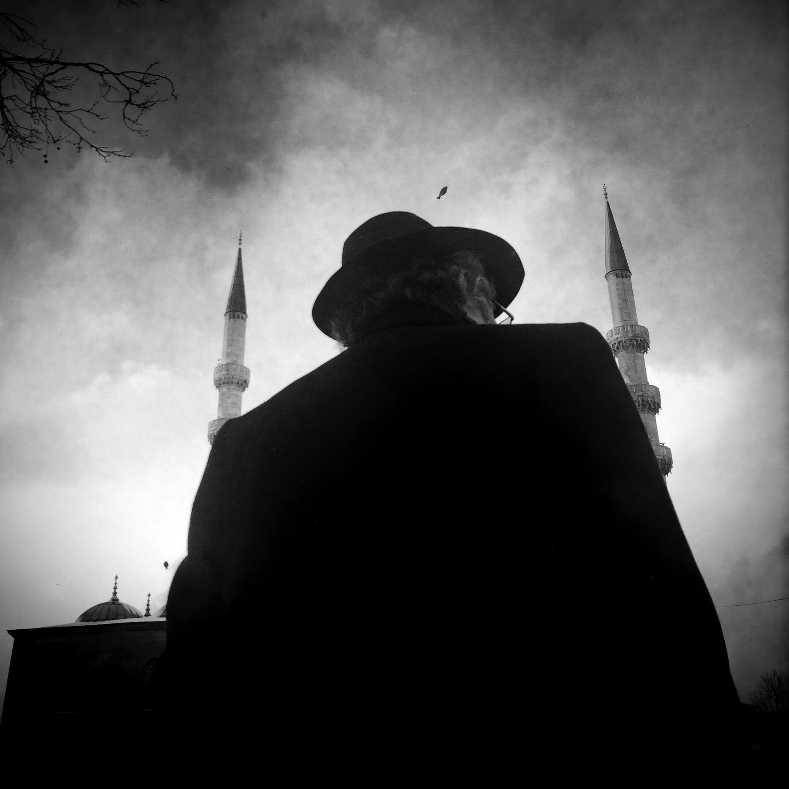 © sevil alkan - Image from the urban anımal photography project