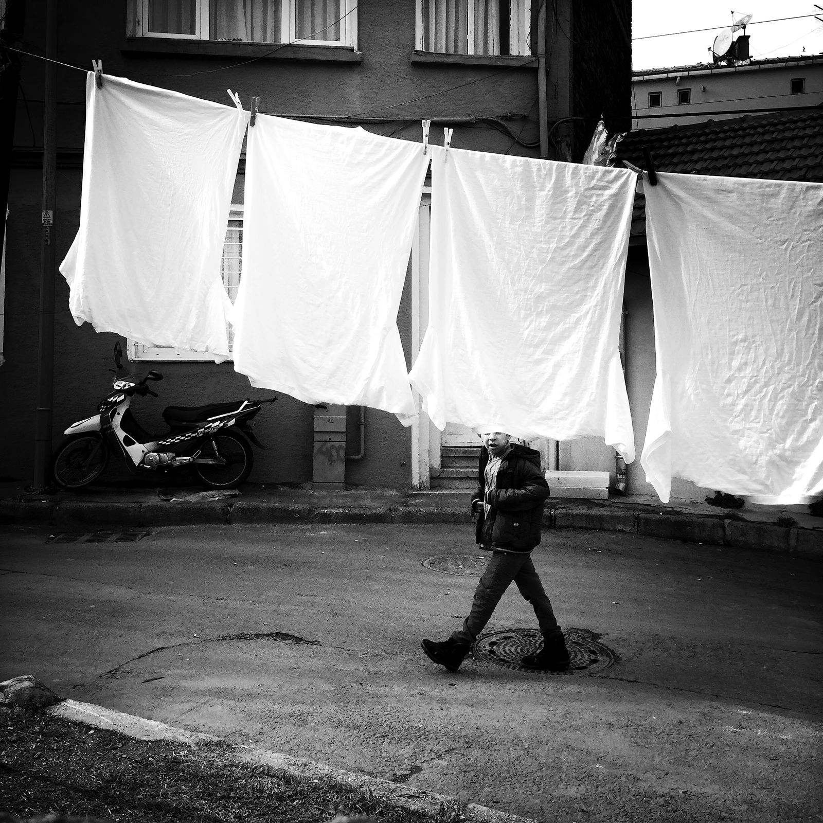 © sevil alkan - Image from the urban anımal photography project