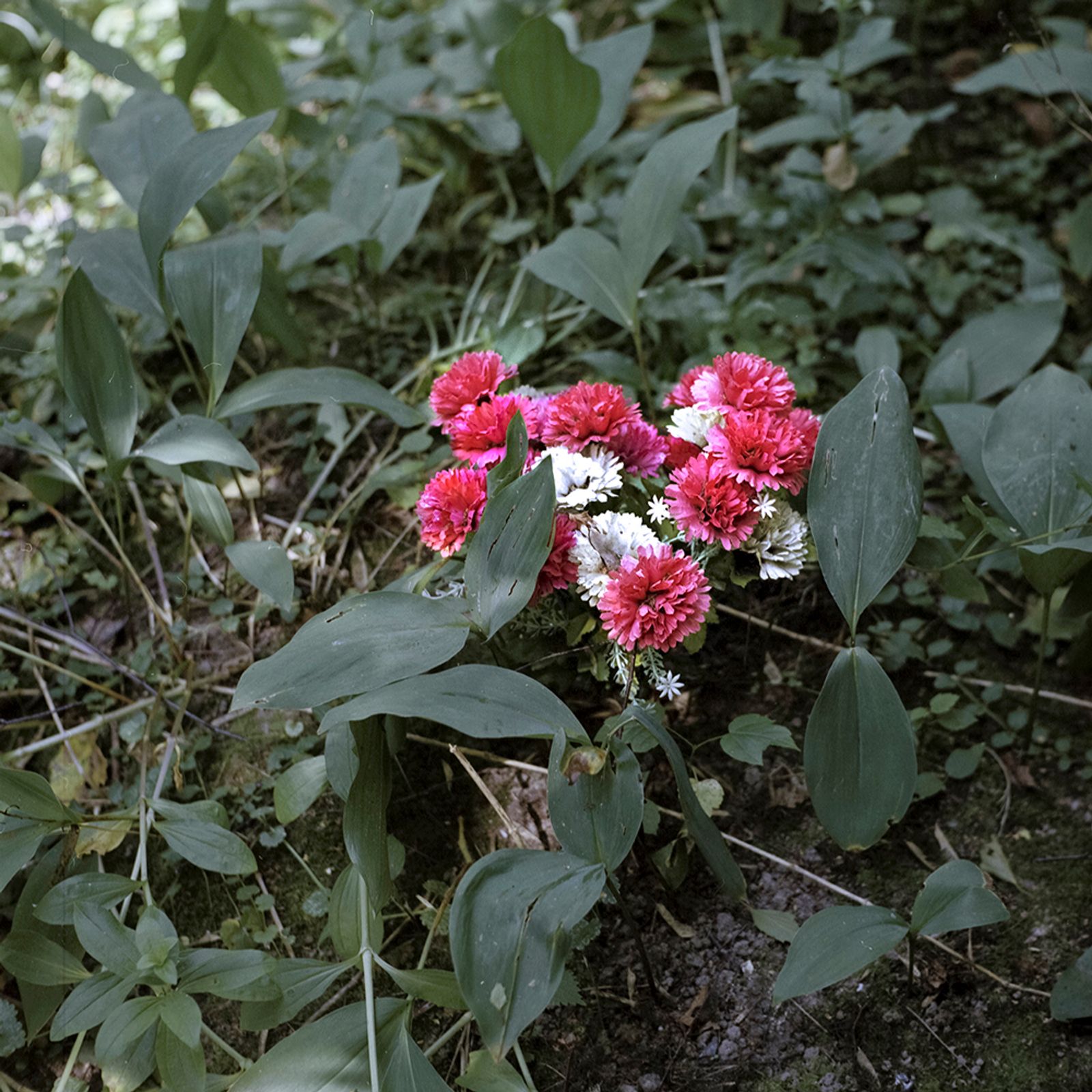 © Svetlana Biryukova - grave / plastic flowers