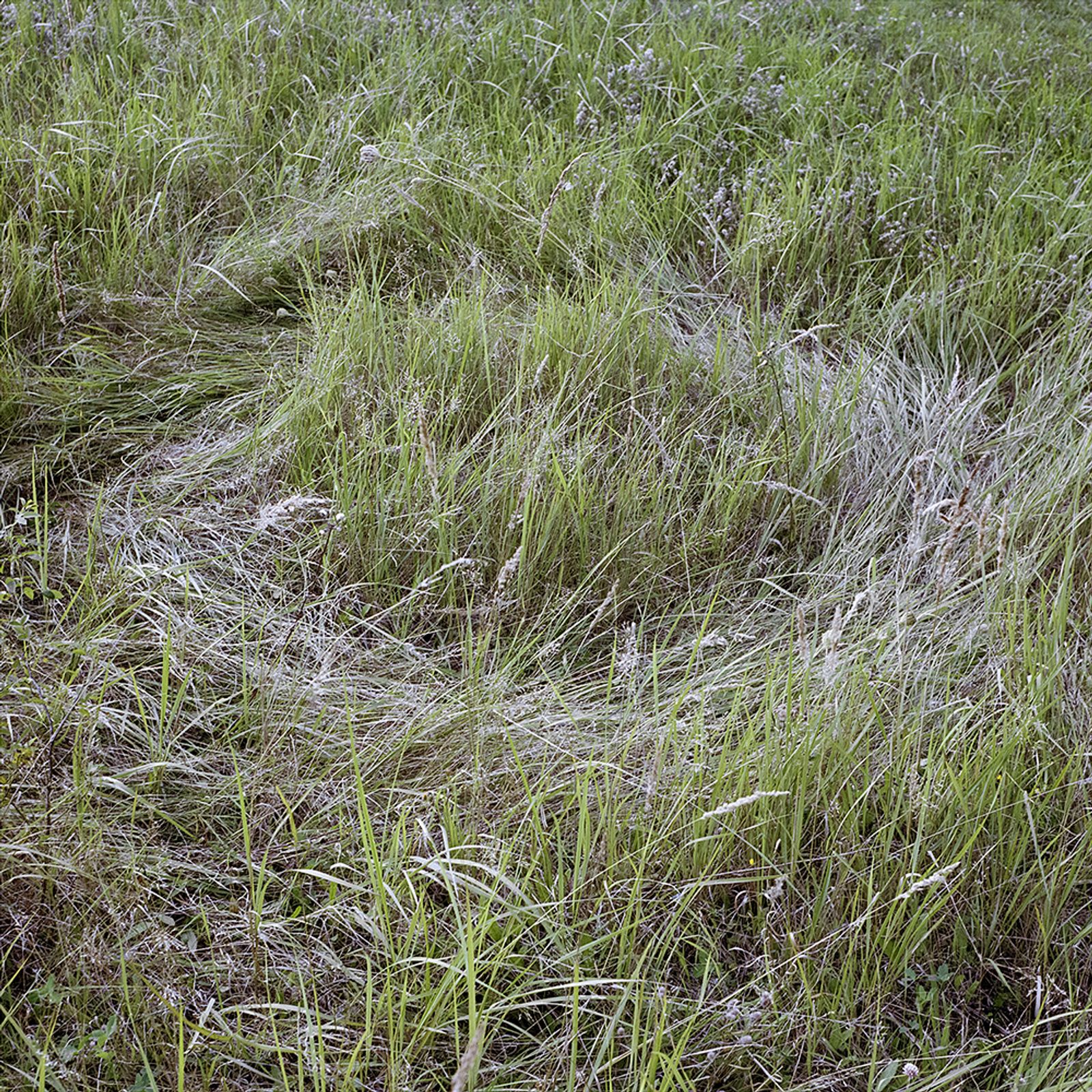 © Svetlana Biryukova - grass