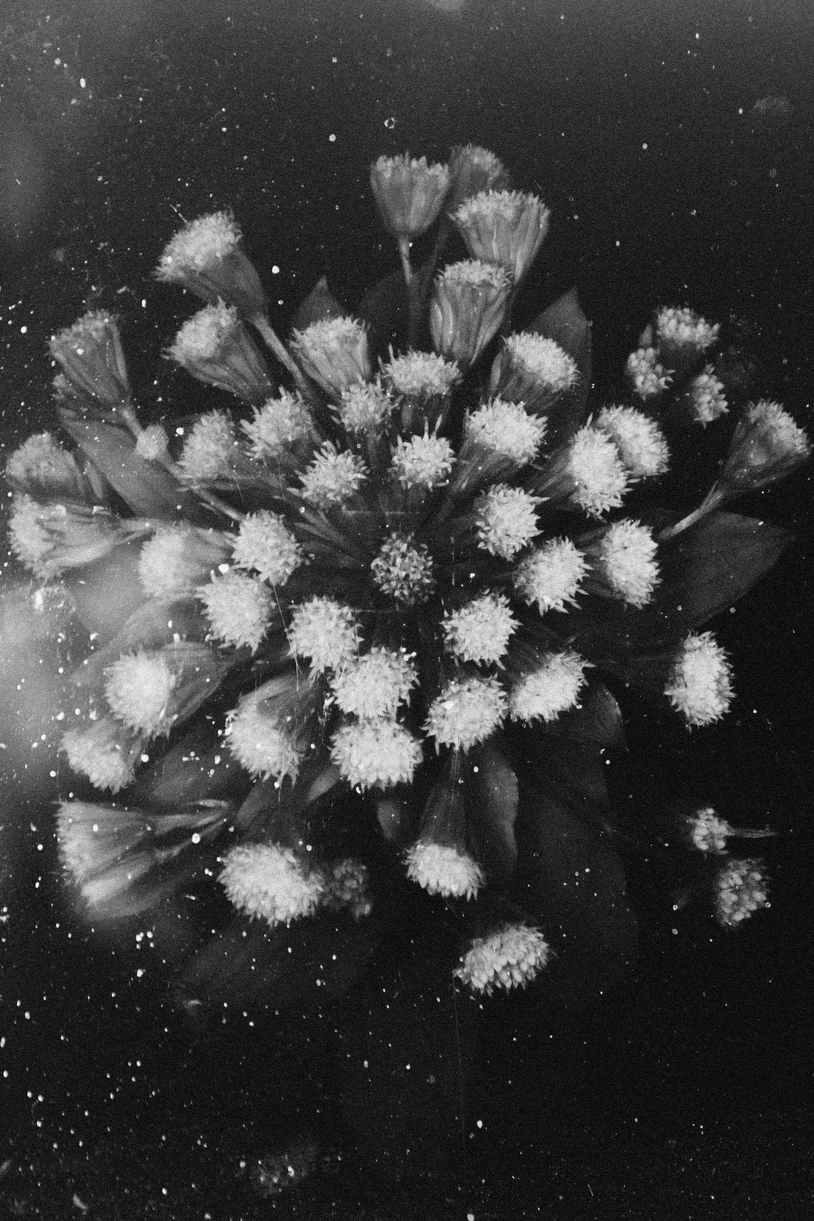 © Sophie Gabrielle - Image from the Worry For The Fruit The Birds Won't Eat photography project