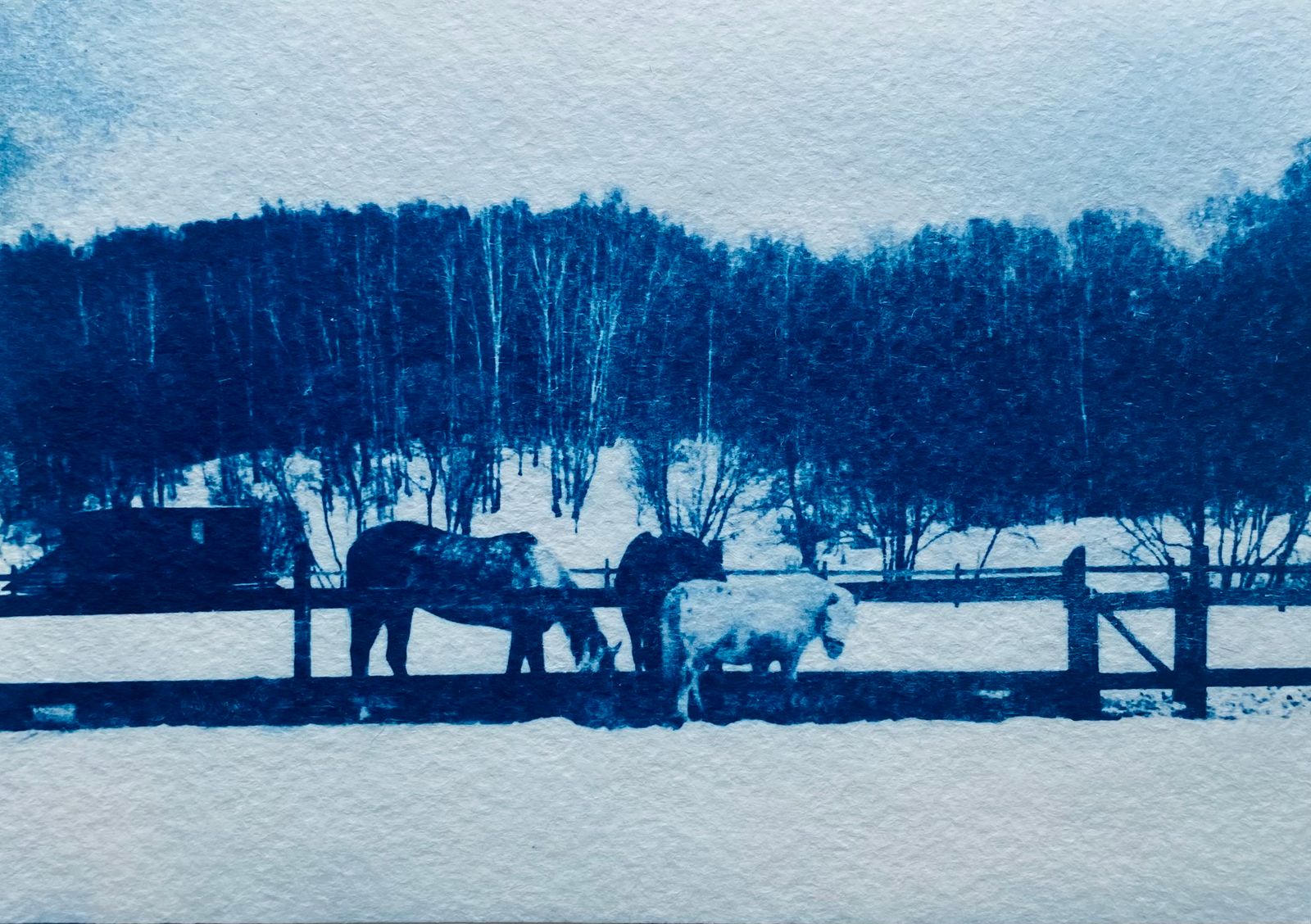 © Ida Anderson - Image from the Blue Valentines photography project