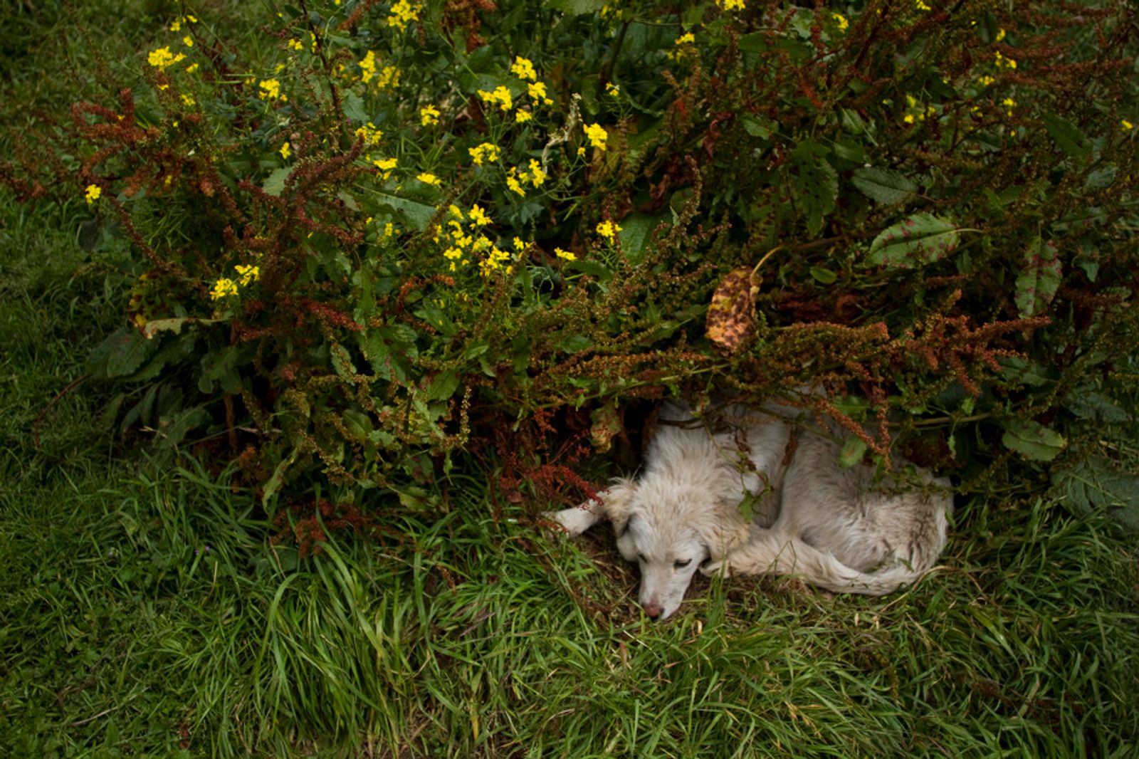 © Carlos Pozo Alban - Image from the Páramo photography project