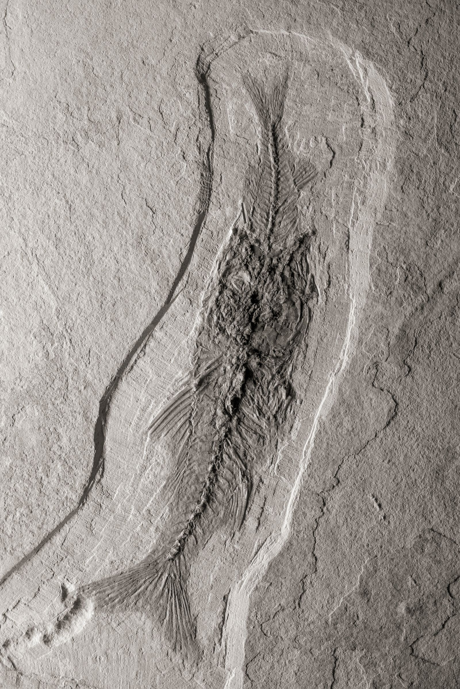 © Alex Llovet - A fossil around 30 million years old