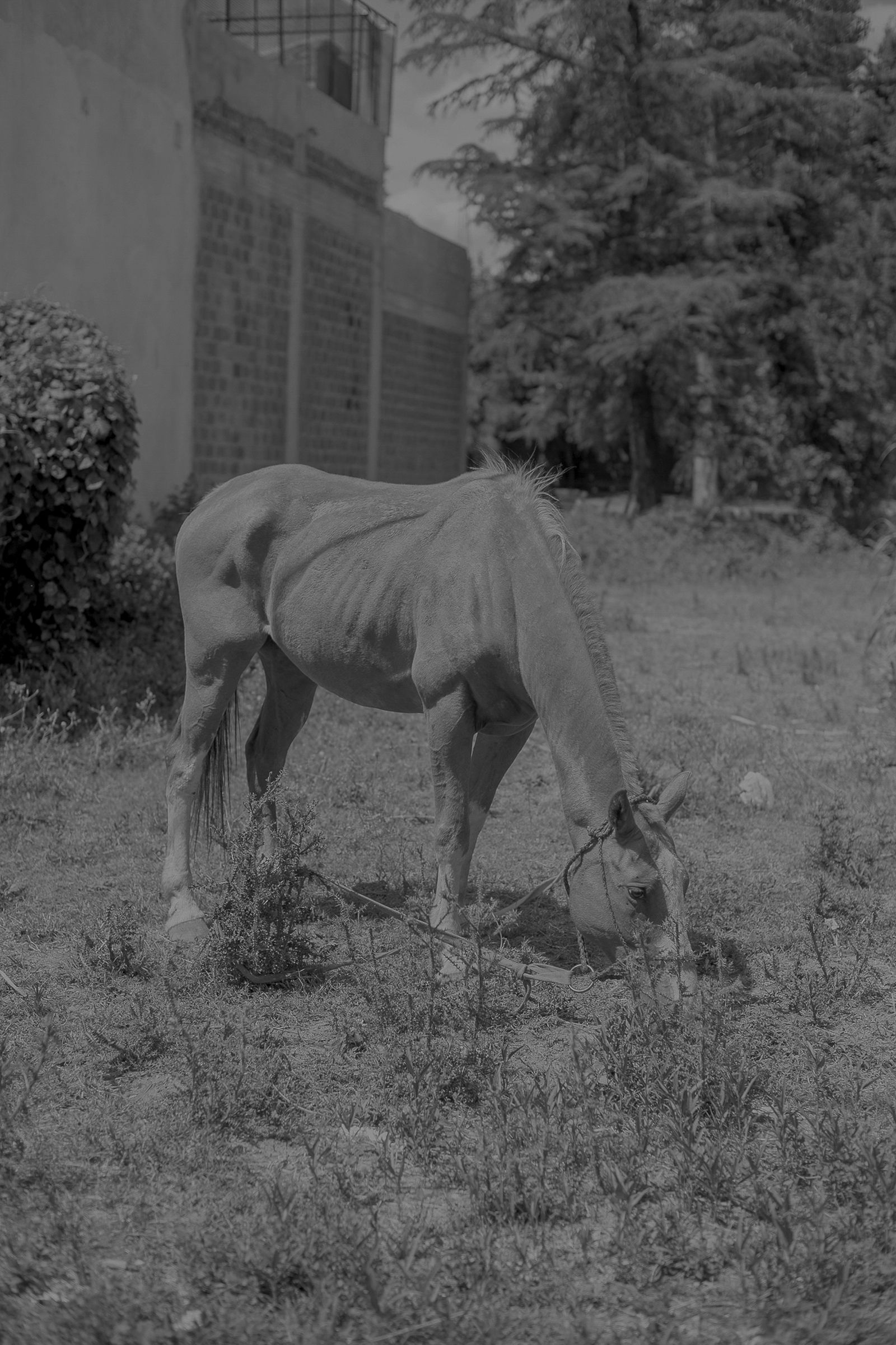 © Rosa Lacavalla - Image from the La Festa Dell'Equatore photography project