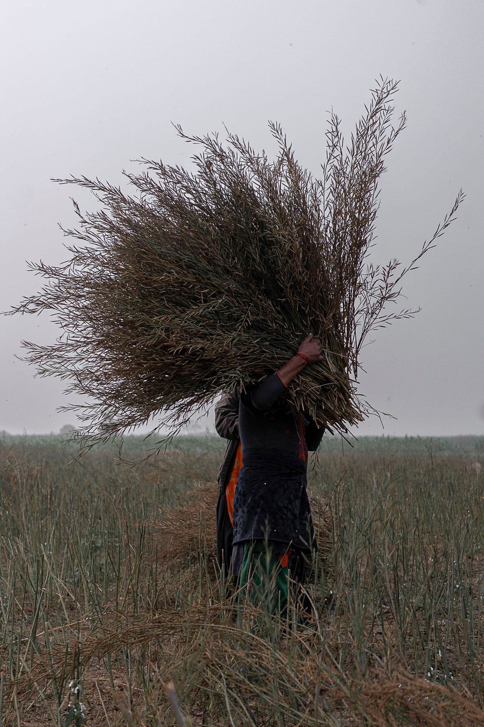 © Pietro Lo Casto - For the inhabitant of Tangia Basti Income is predominantly driven by farming.