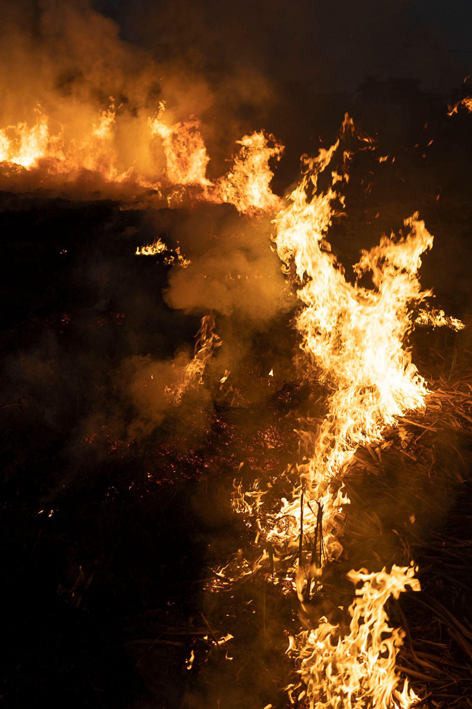 © Pietro Lo Casto - Sugar cane fields are burned once a year to help with the process of improving the fertility of the land.