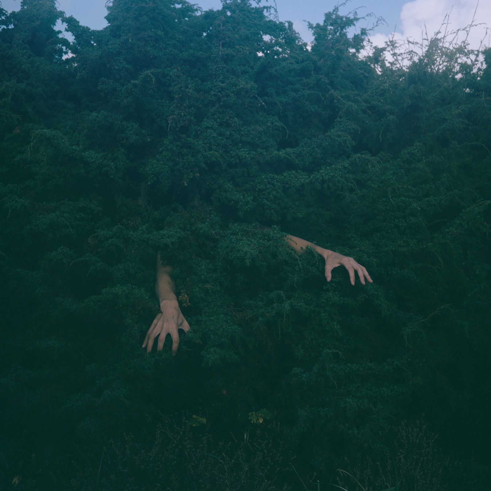 © Charlotta Hammar - Trying to be a juniper bush