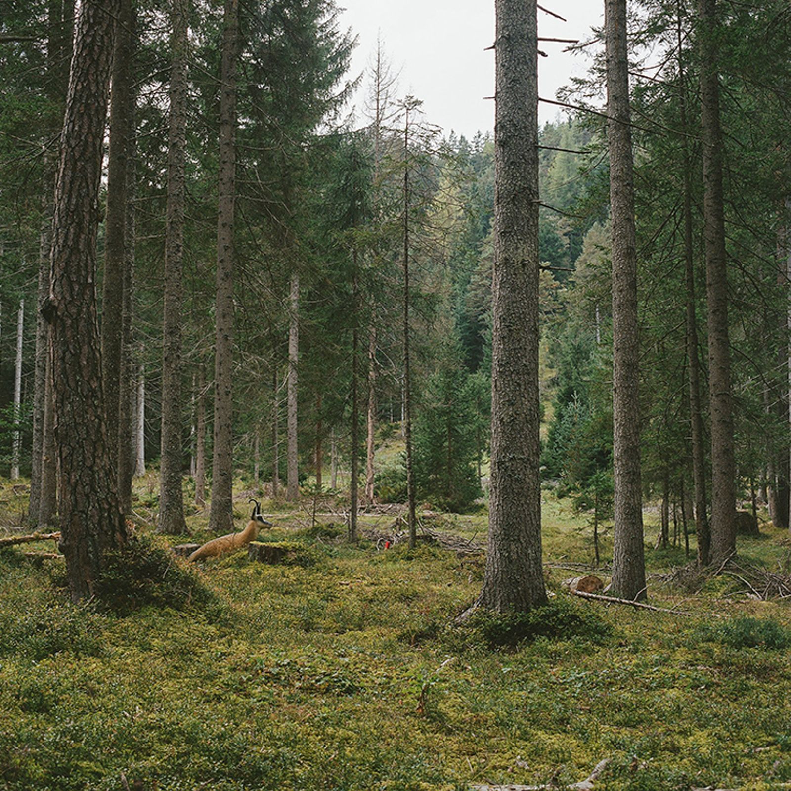 © Sofya Tatarinova - Image from the Magic forest photography project