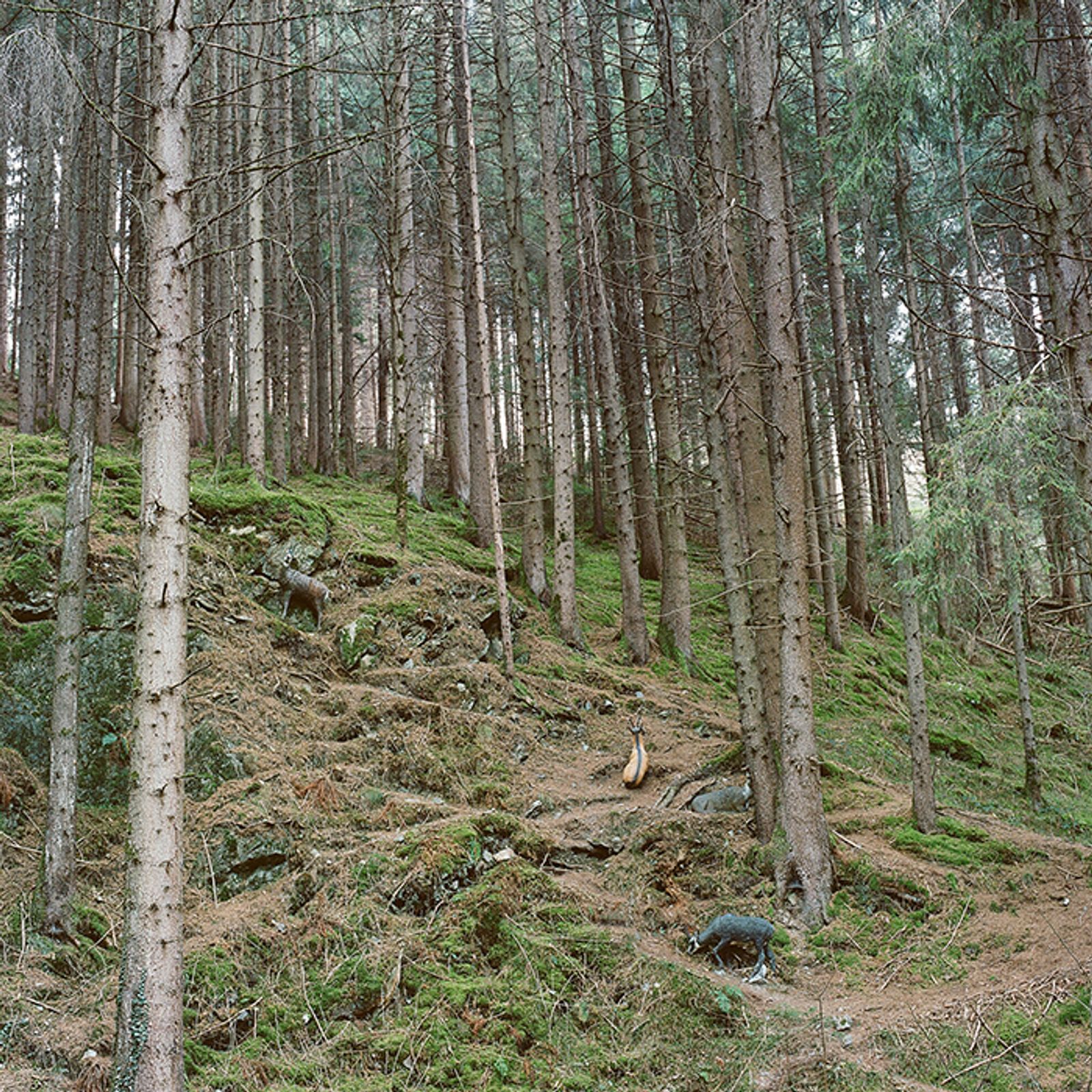 © Sofya Tatarinova - Image from the Magic forest photography project