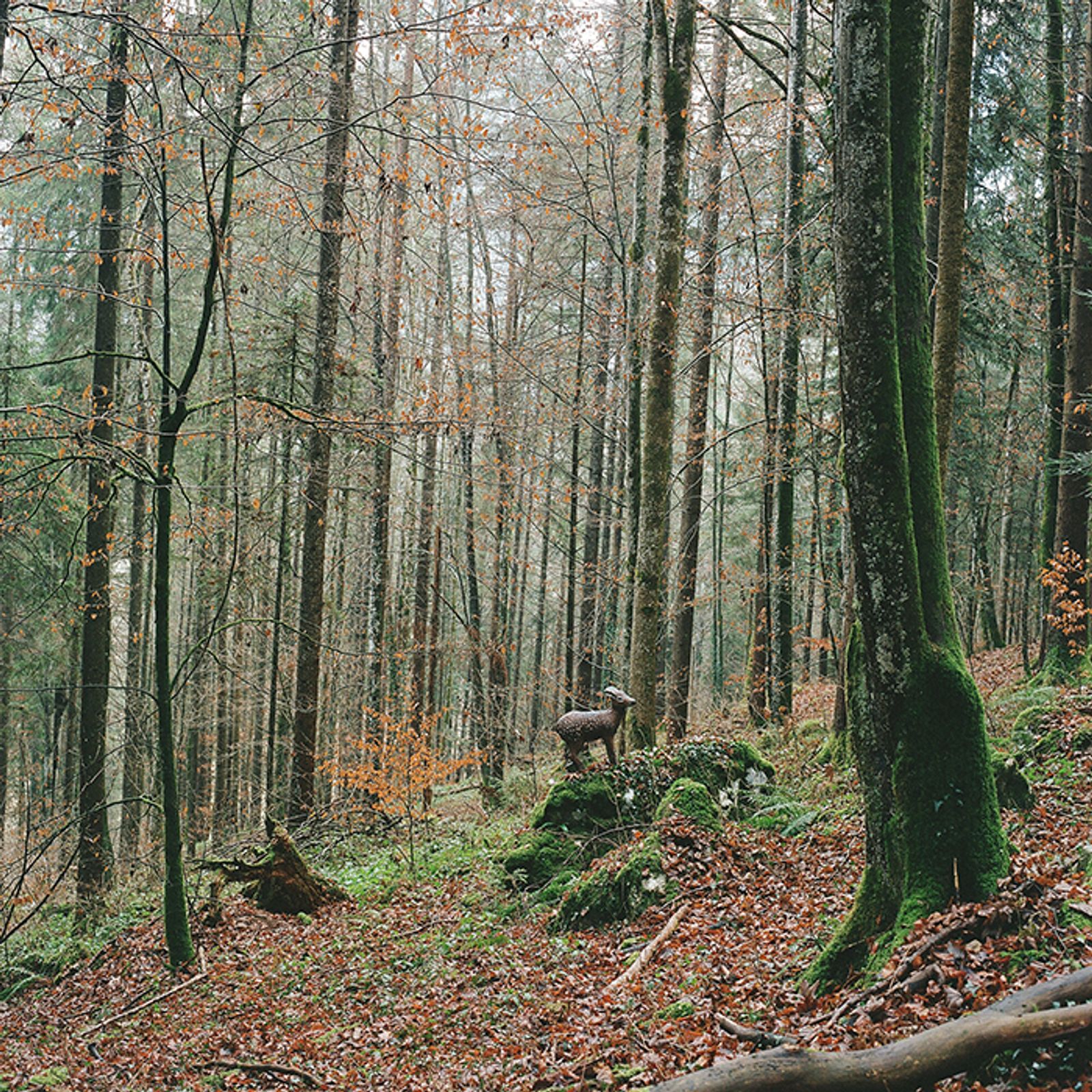 © Sofya Tatarinova - Image from the Magic forest photography project