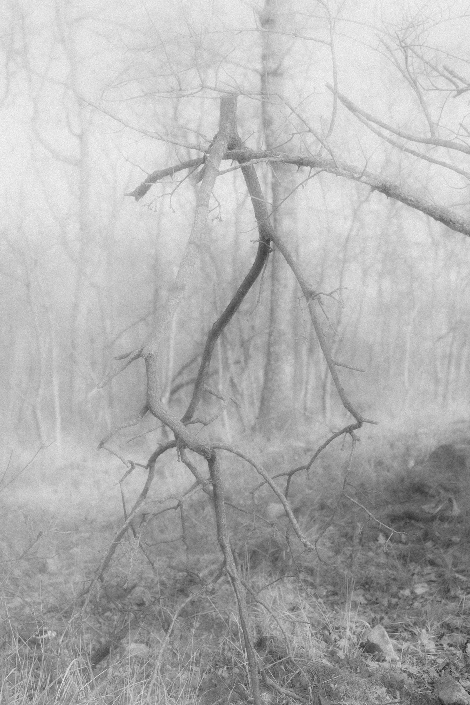 © Anna Guseva - Image from the "Let the wolf howl in the night" photography project