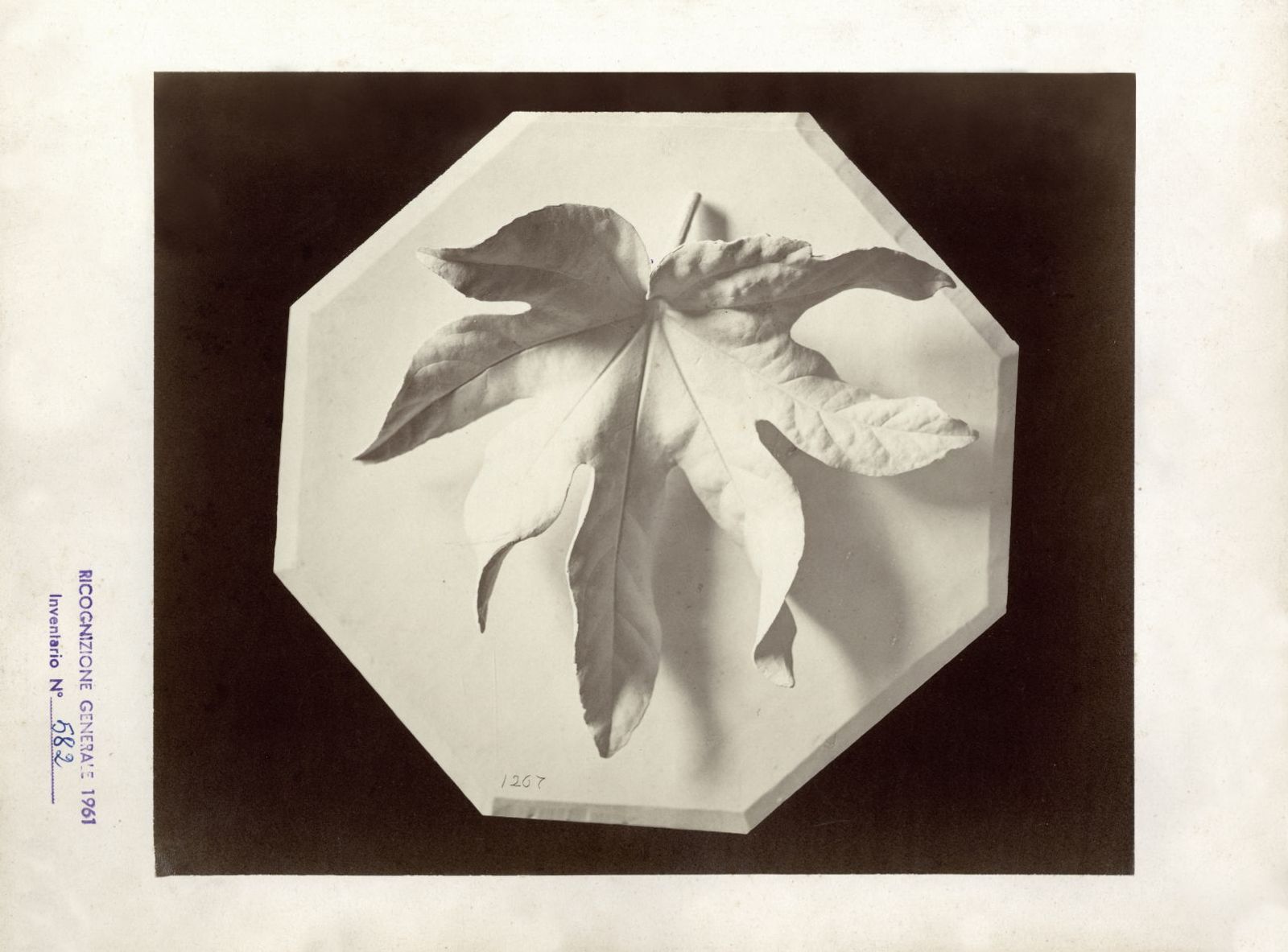 Image from a project on PhMuseum