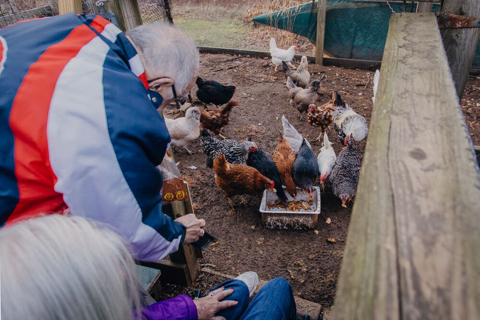 © Hannah Latham - Feeding the Chickens Grandma's Lunch