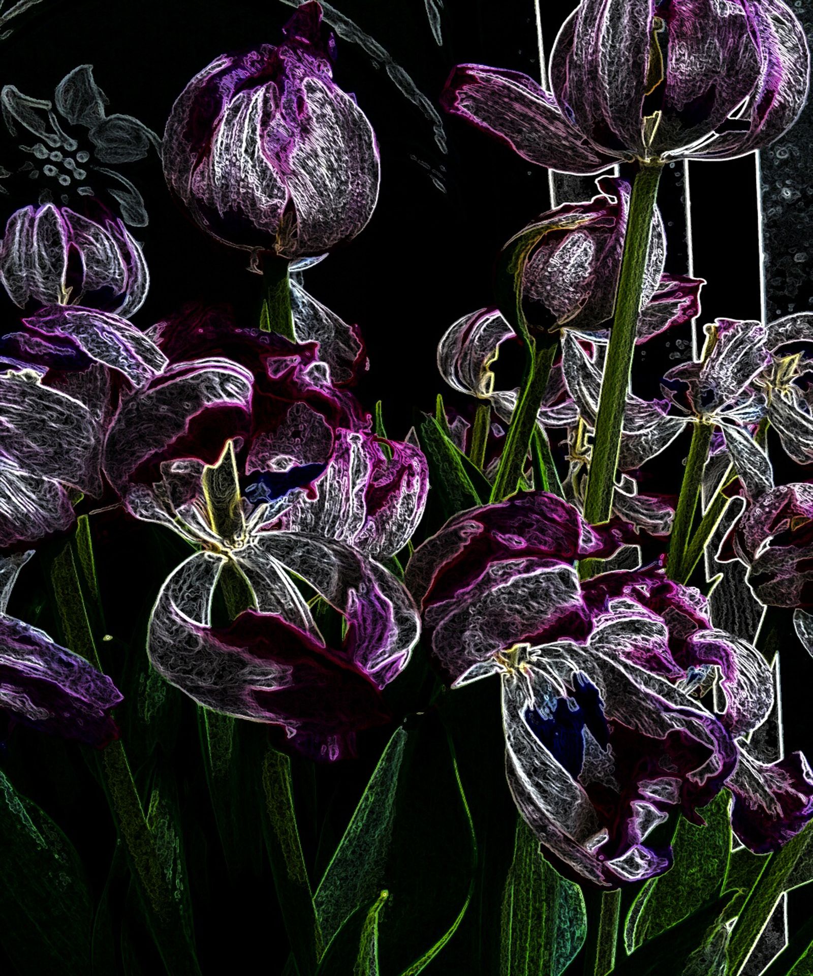 © Saskia Rueb - Decaying Tulips-1