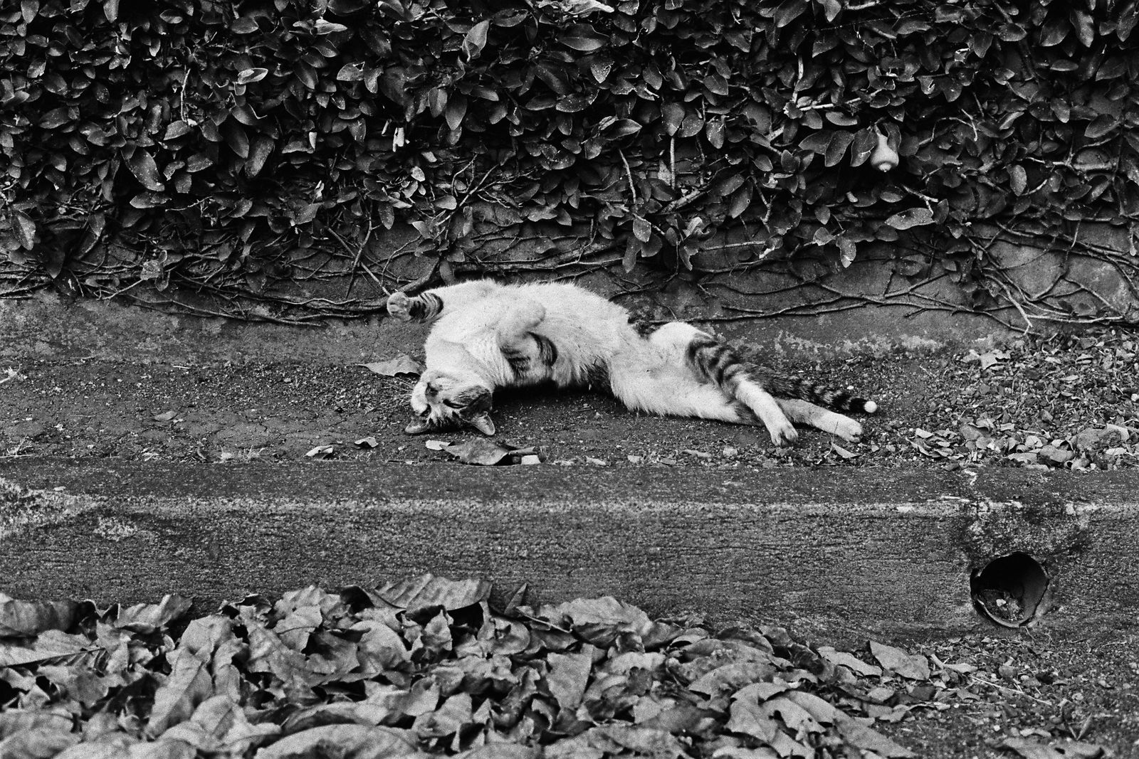 © Juliana Quesada - Image from the Escazú, a Forgotten Fantasy photography project