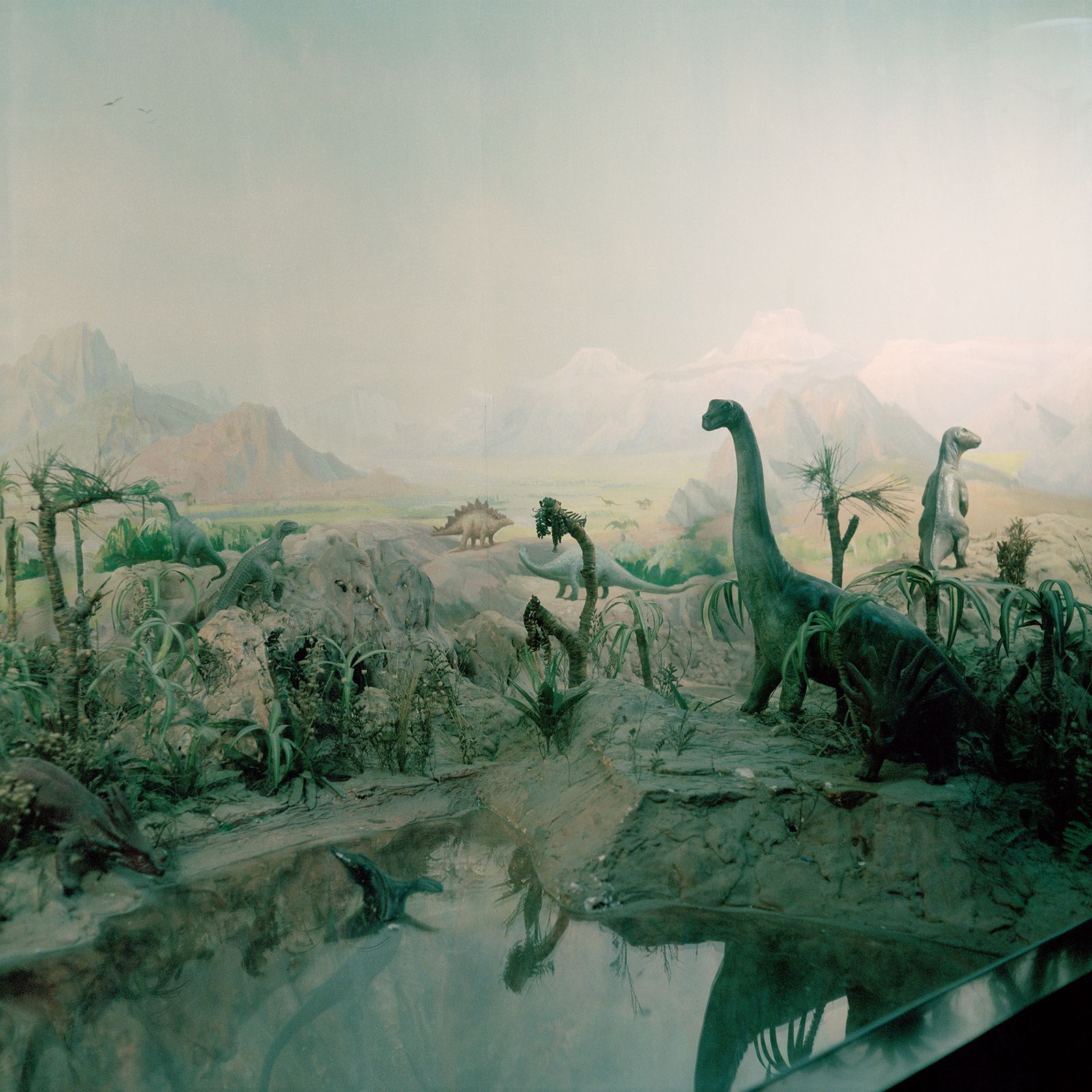 © Gabriela Gleizer - Image from the In The Museum of Nature photography project