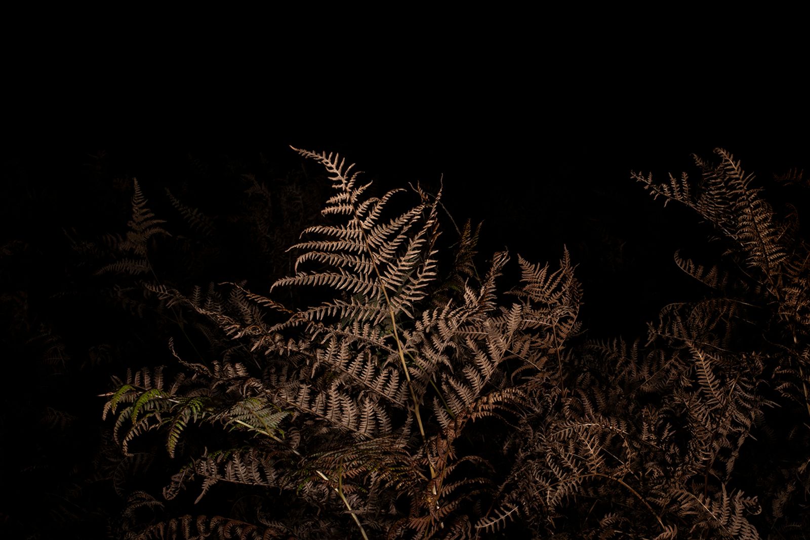 © Jamie House - Nothofagus pumilio, Goonhilly downs Cornwall UK, 00:46 21/11/21 Azmuth Angle 50 E