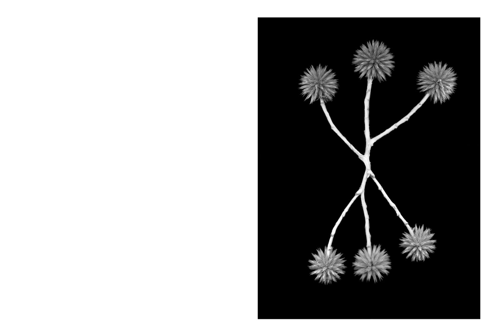 © Ezio D'Agostino - Image from the SUN DOG photography project