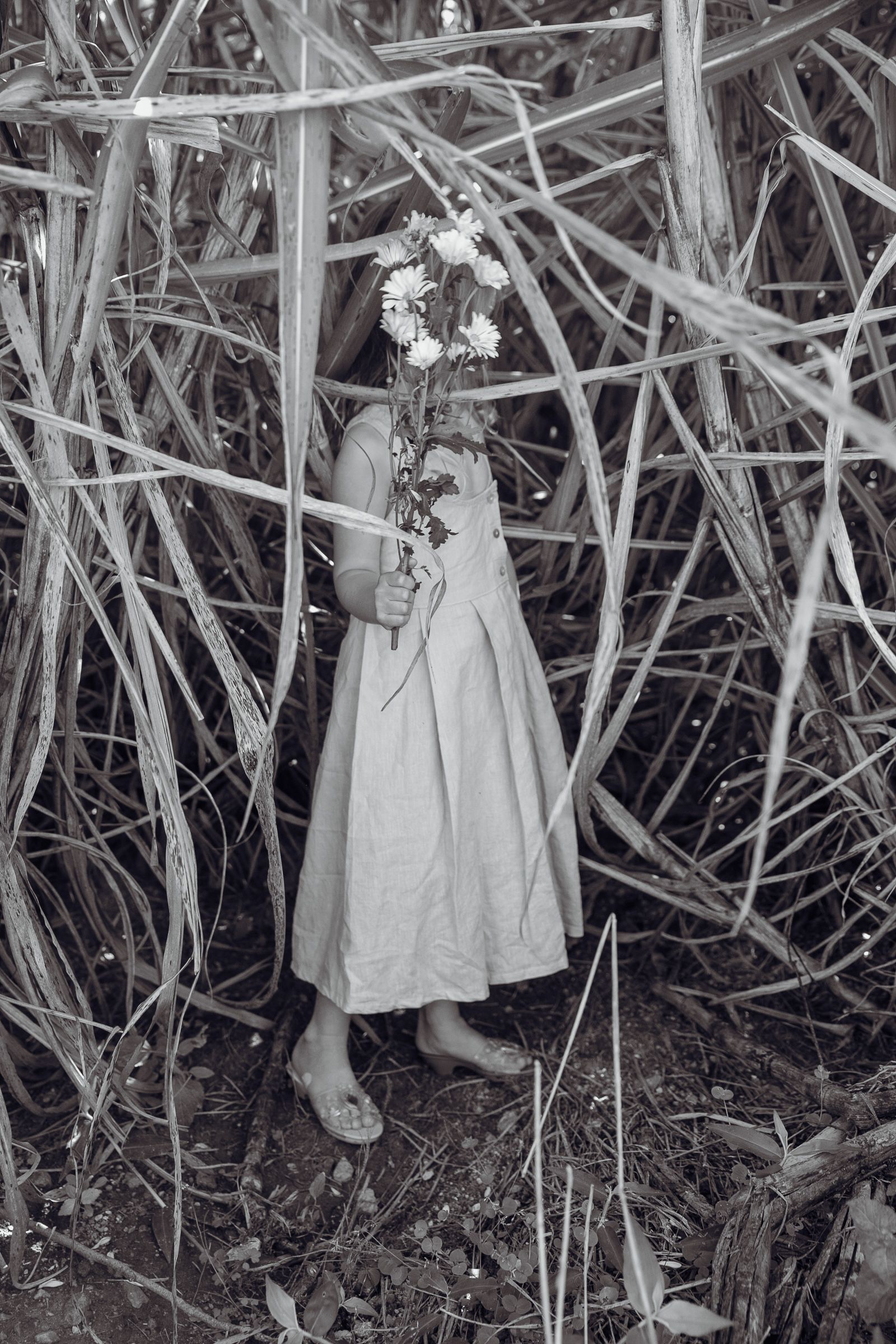 © Chrystal de louise - Cane fields; fact or fable