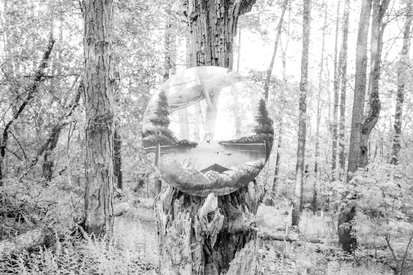 © Caleb Stein - Forrest Portal. The Watering Hole. 2022.