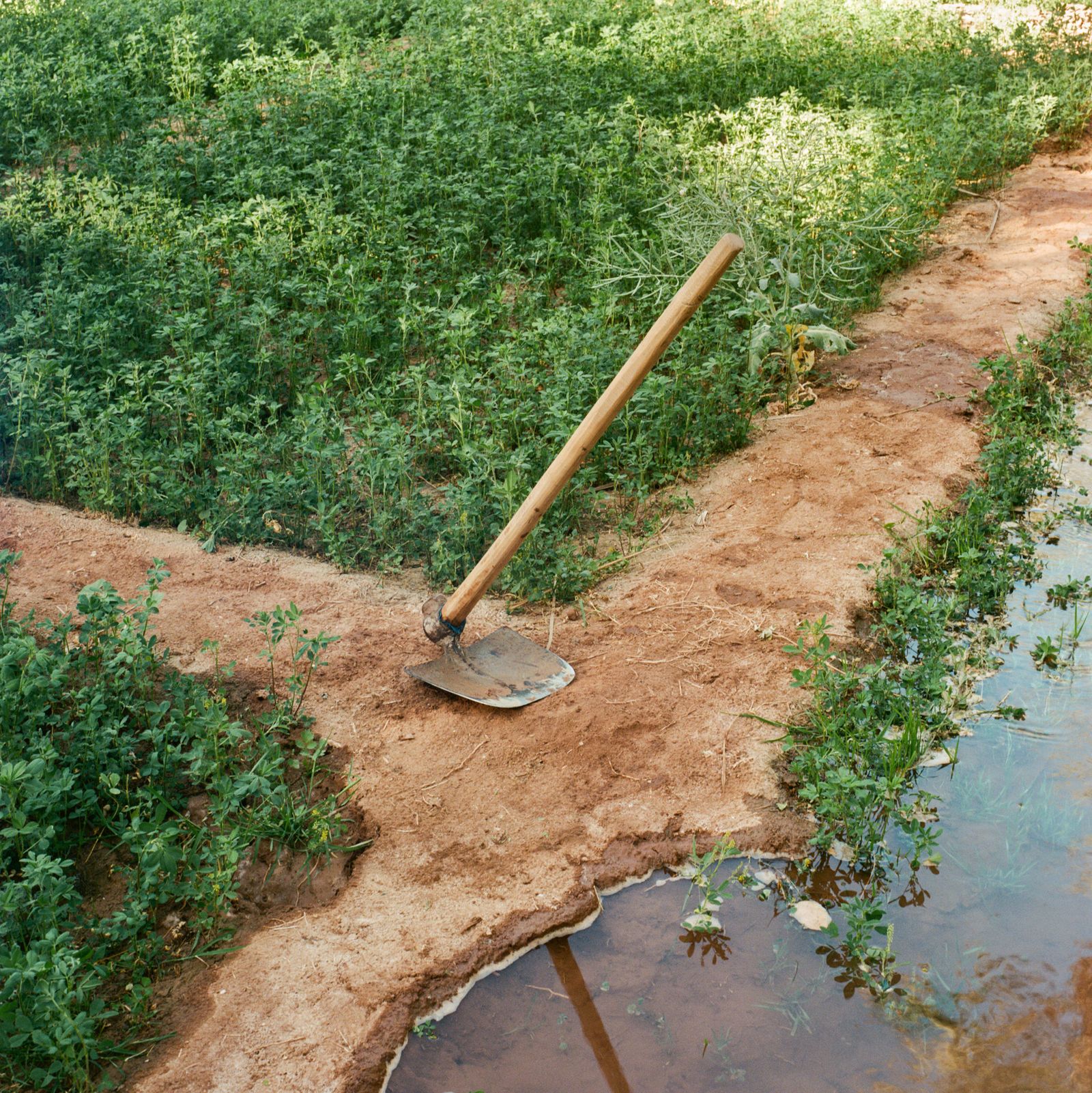 © M'hammed Kilito - A shovel in an agricultural field in Zagora oasis