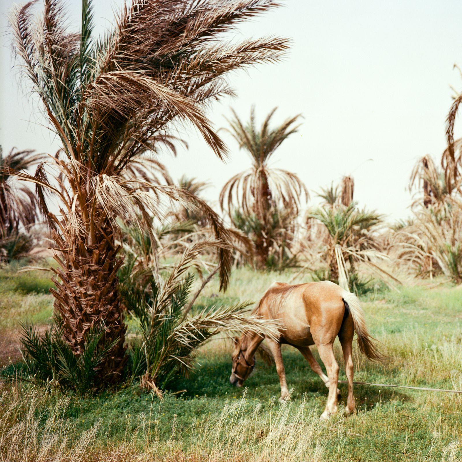 © M'hammed Kilito - Horse grazing at the oasis of M'hamid El Ghizlane