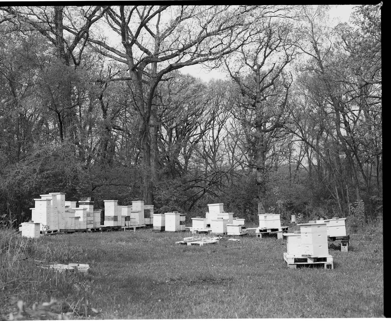 © Tori Ferenc - The apiary.