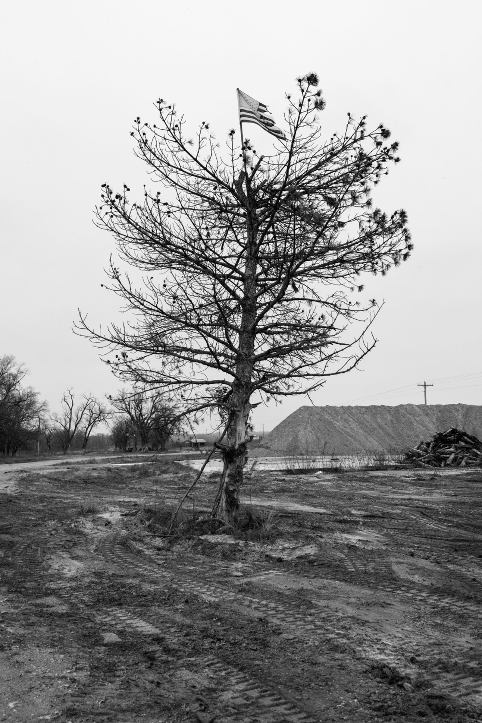 © Richard Sharum - Flag Tree. Niobrara, Nebraska. 12.18.2021